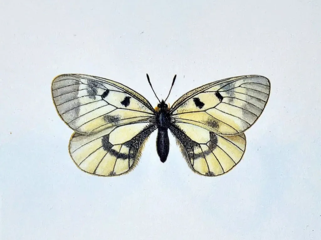 Näyttelyn perhonen